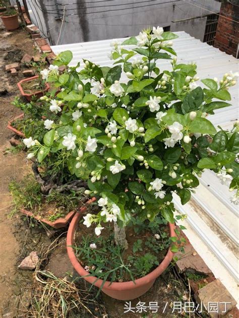 茉莉花 澆水|茉莉花怎么浇水？这样浇水花更香！